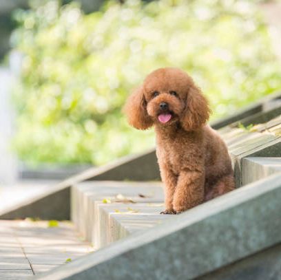 small dogs toy poodle
