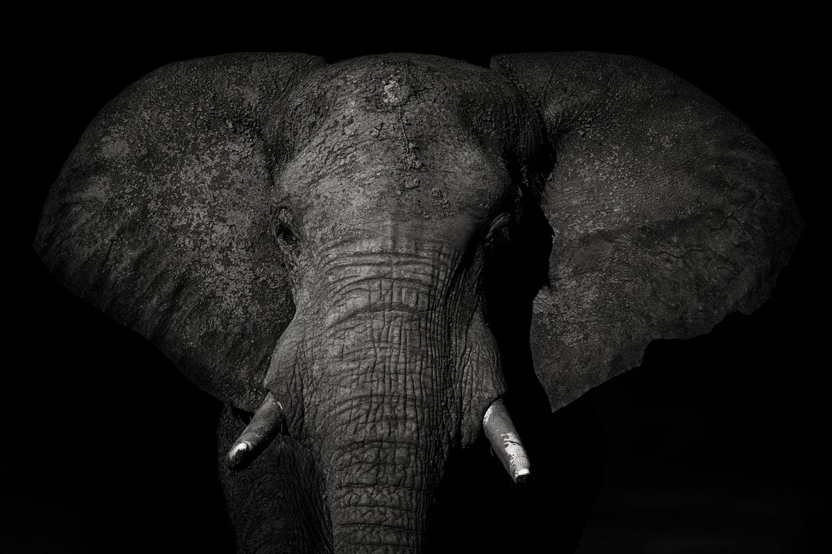 Elephant Hunting Has Returned to Botswana. But There Is a Way to Stop It.