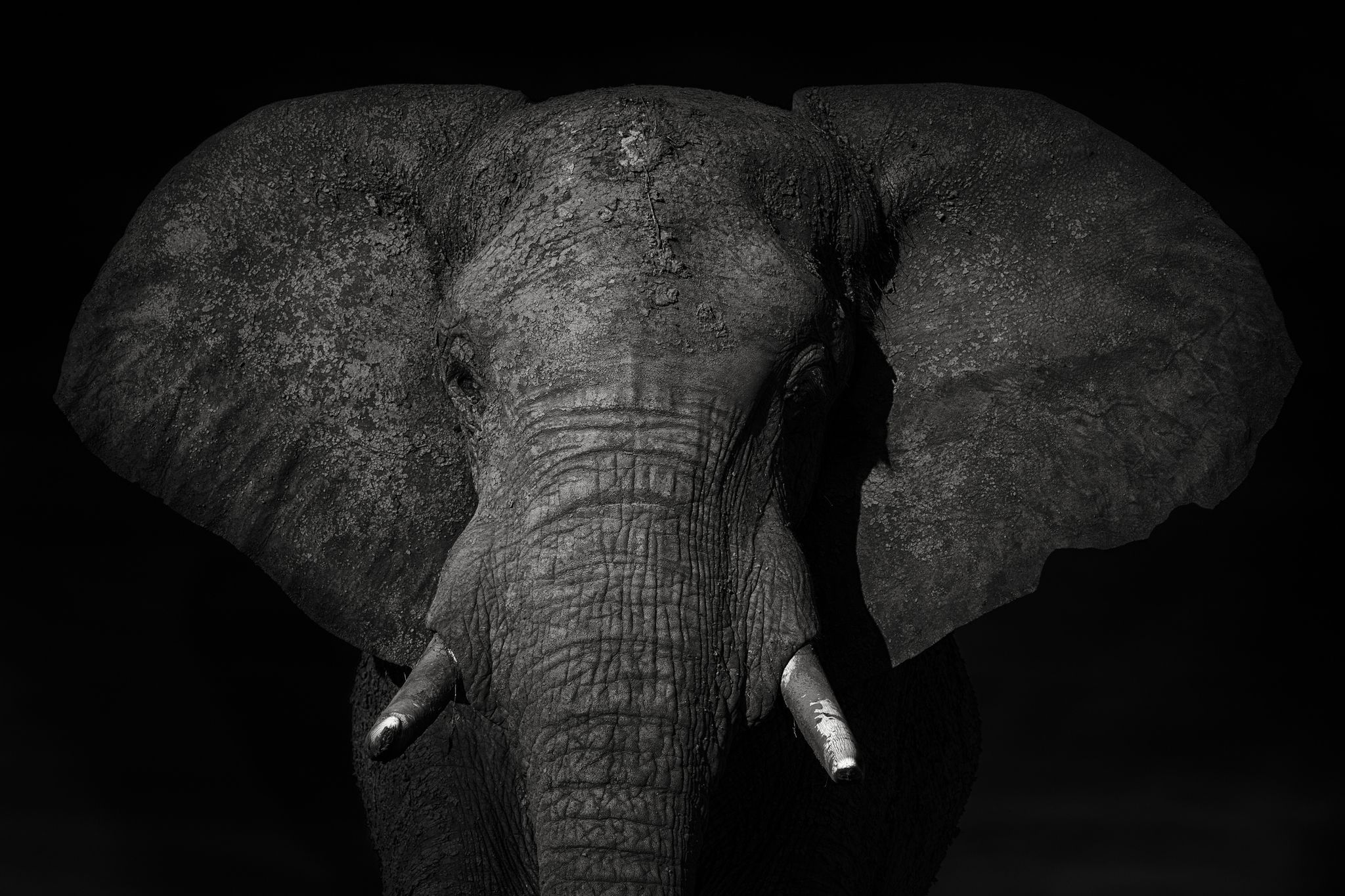 Elephant endangered in Botswana