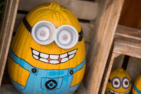 pumpkins painted in the likeness of the minions pictured at thomas haenraets, a pumpkin producer, in hurth, germany, 17 october 2017 whether for cooking, for carving or for painting, the pumpkin business is booming photo rolf vennenbernddpa photo by rolf vennenberndpicture alliance via getty images