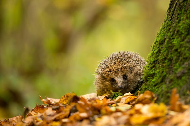 een egel tussen de bladeren