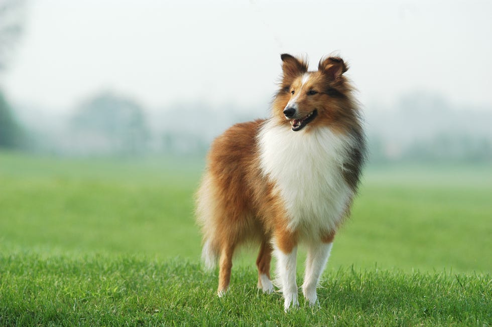 mezcla de collie de frontera de setter gordon