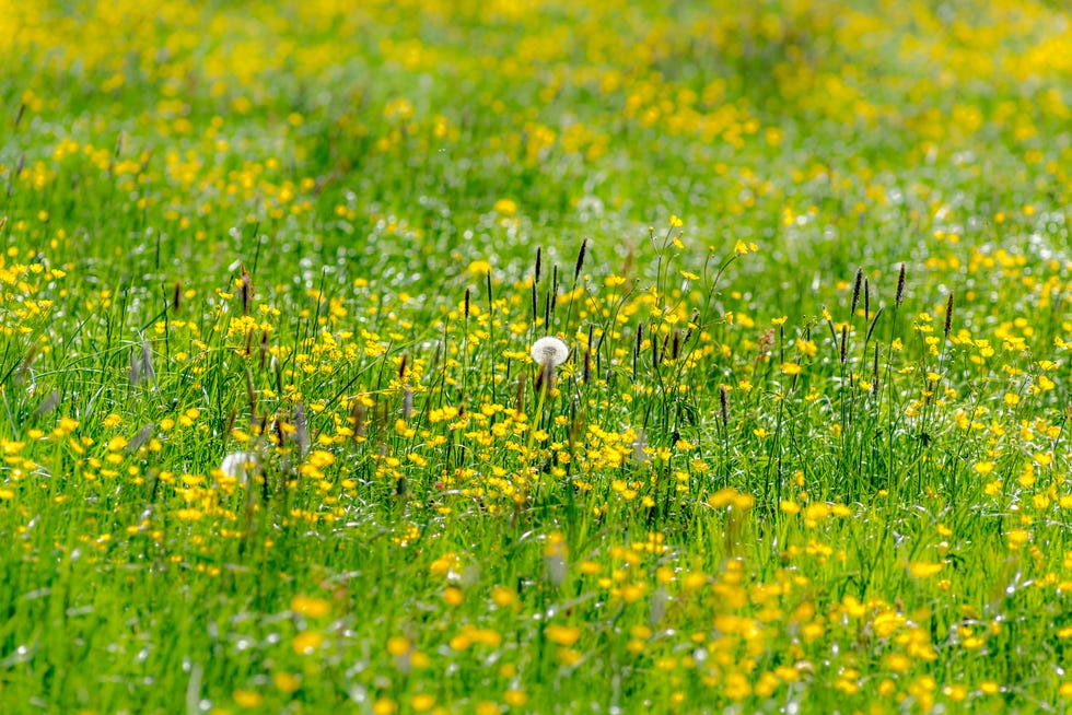 whichseasonmakesyourhayfeverworse