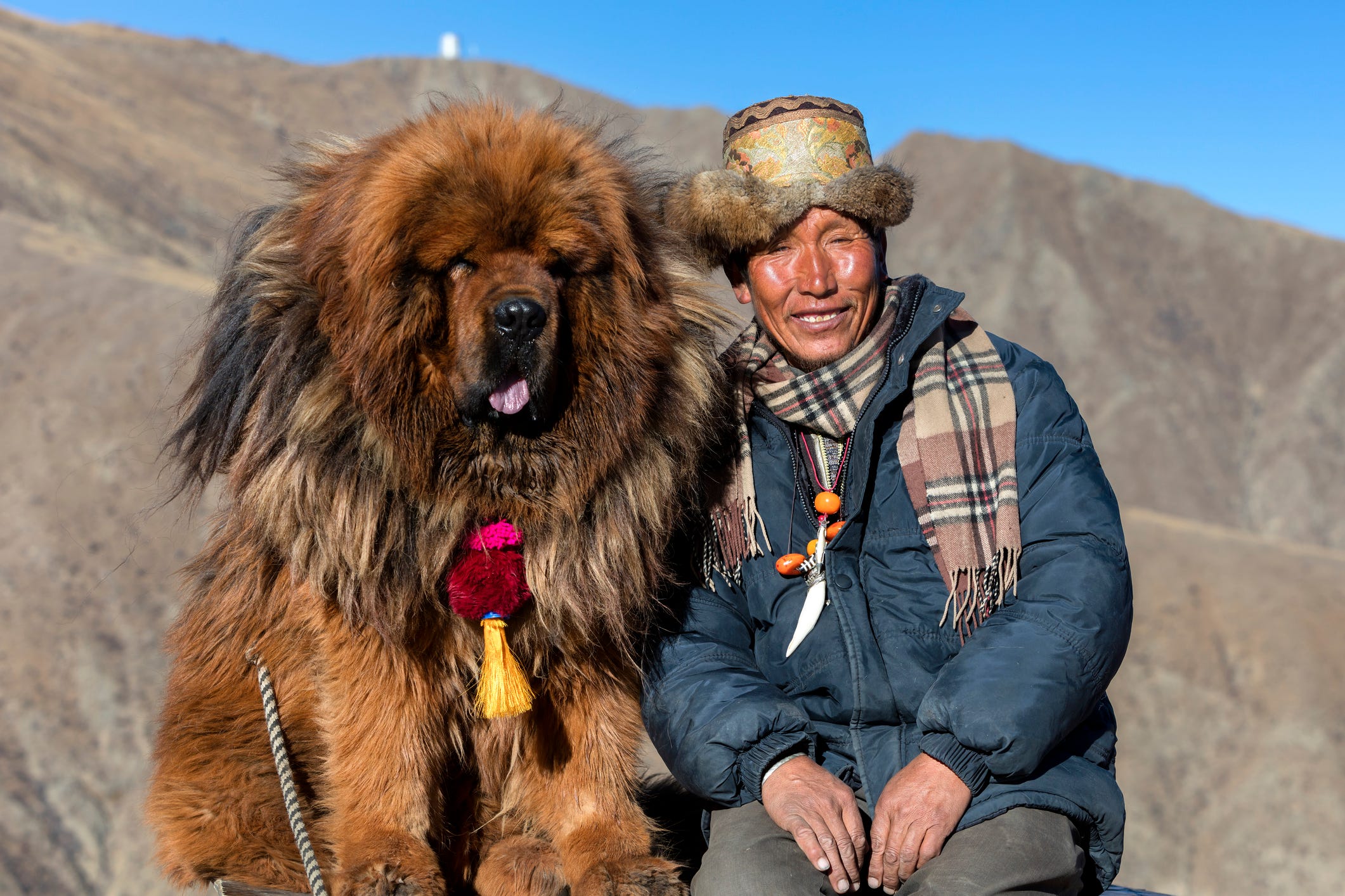 mix di pastore mastino tibetano