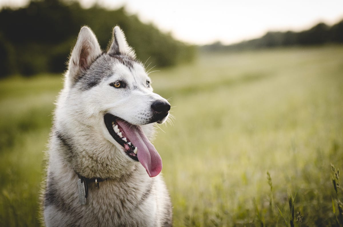 Woman Rescues Dog on Her Run