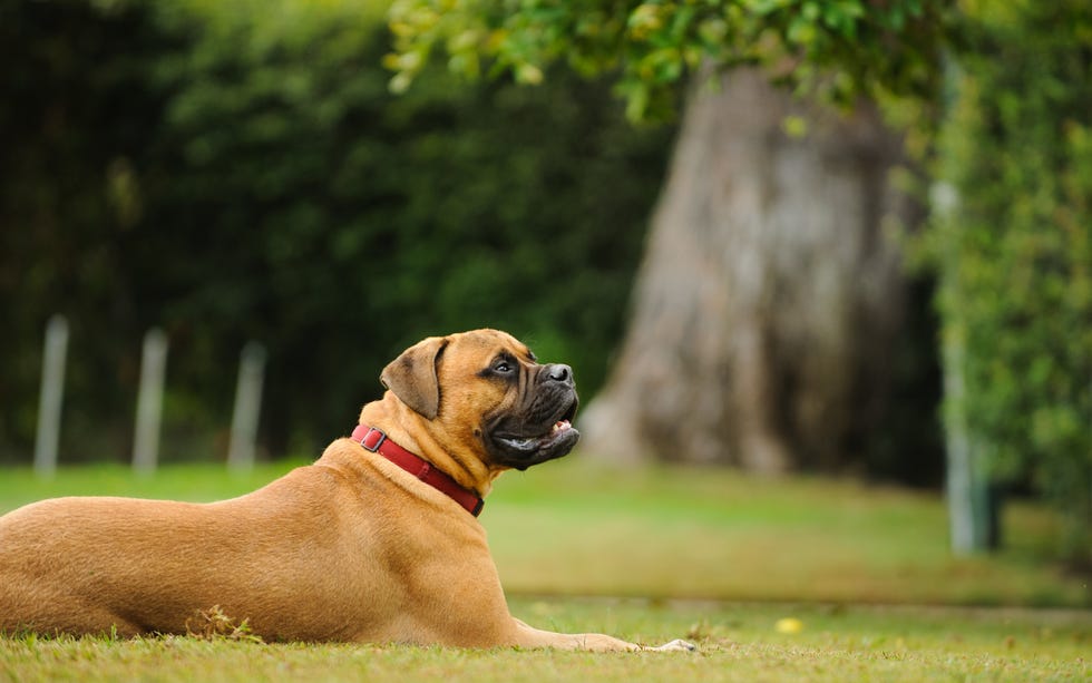 mastiff