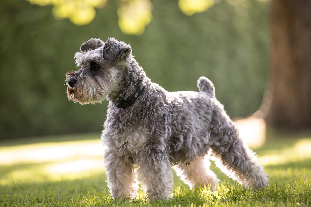 cuanto pesa un mini schnauzer