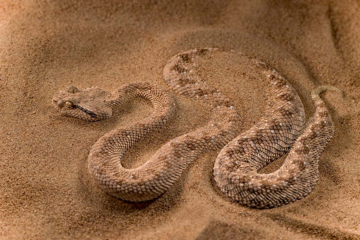 Il video spaventoso del gatto delle sabbie che attacca un enorme serpente