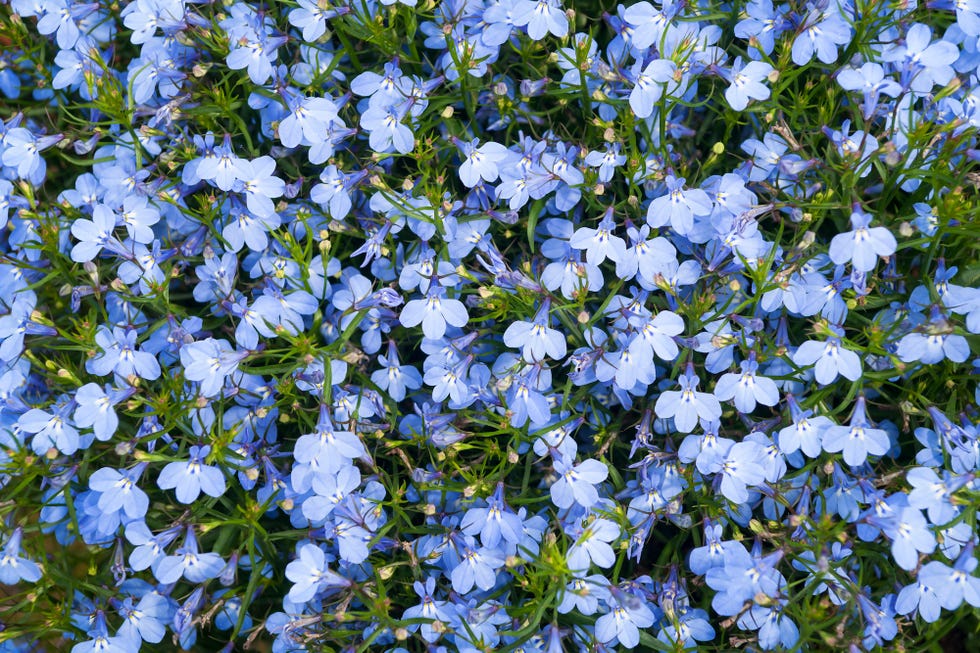 patio plants, close up of blue lobelia plants