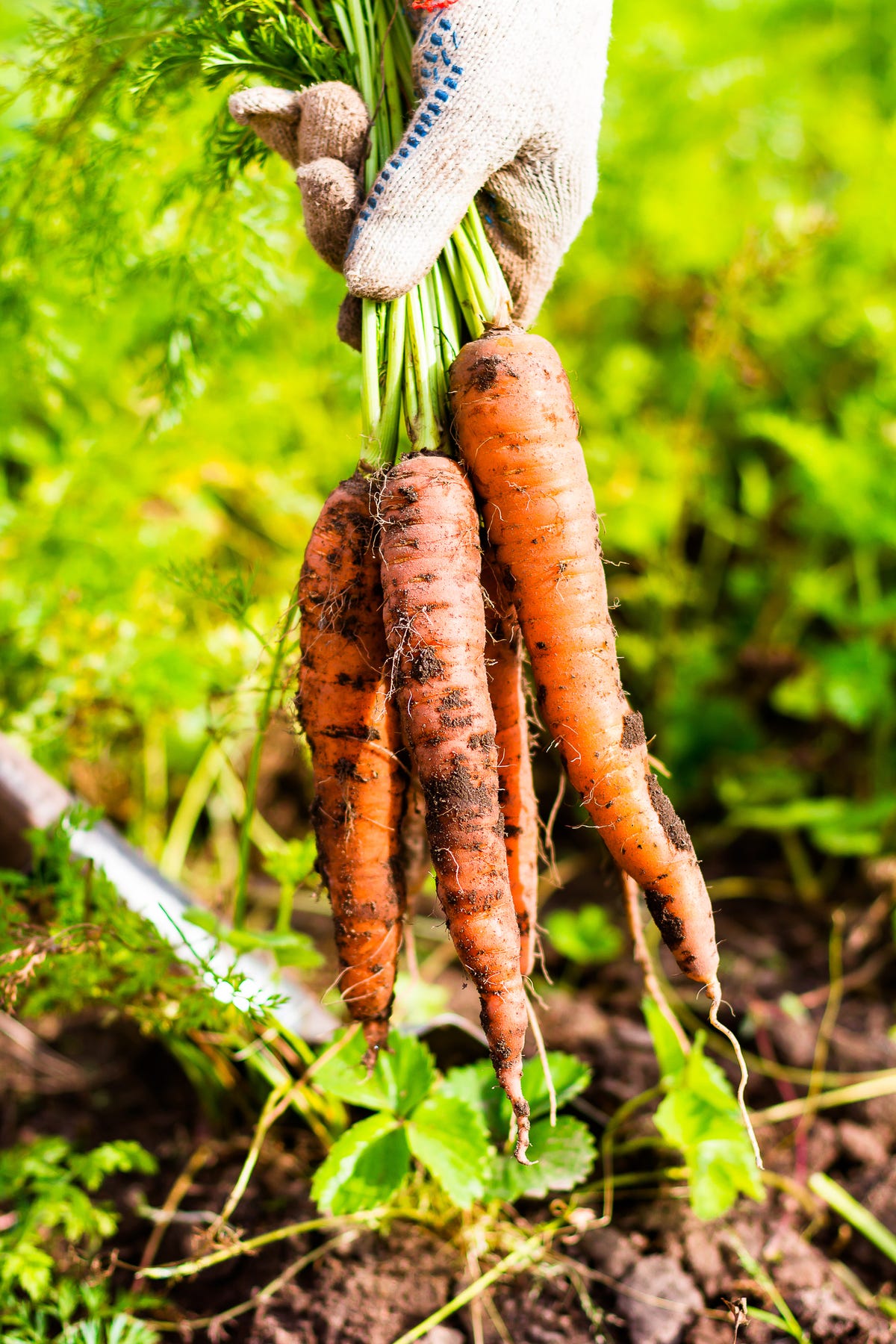 Britain is about to face a carrot shortage