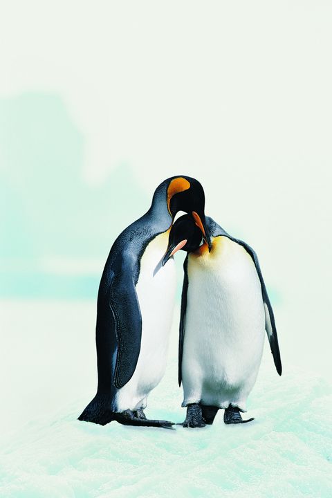 Two affectionate penguins