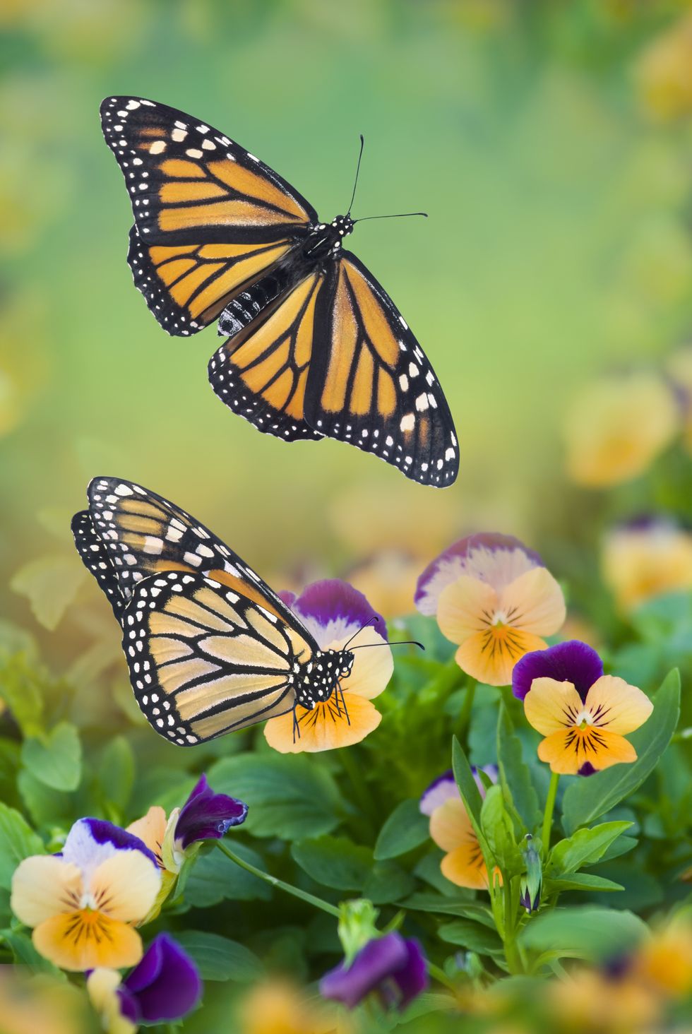 monarch butterflies on pansies