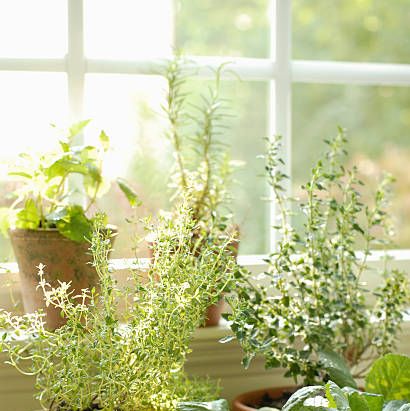 cat safe plants herbs