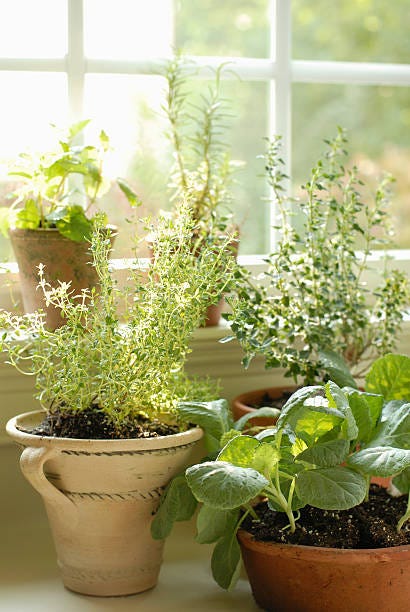 cat safe plants herbs