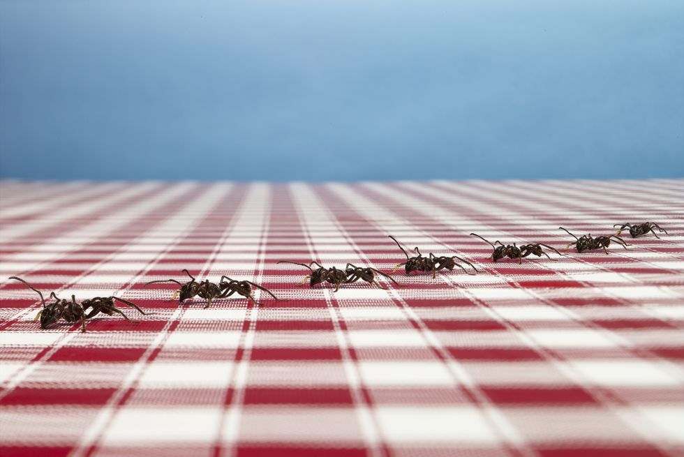 formigas na toalha de mesa