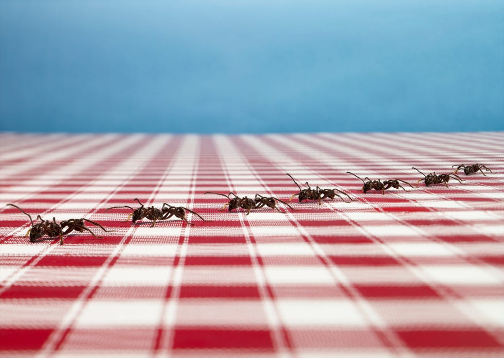 formigas na toalha de mesa