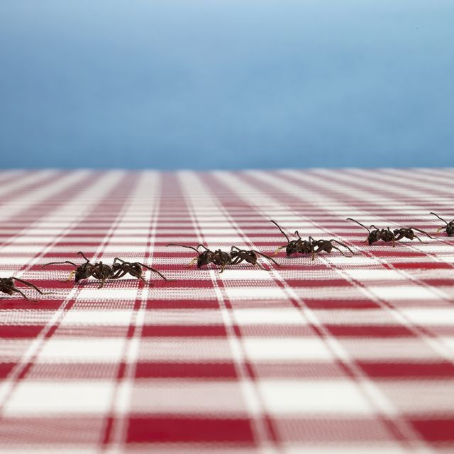 mieren op route over een tafelkleed