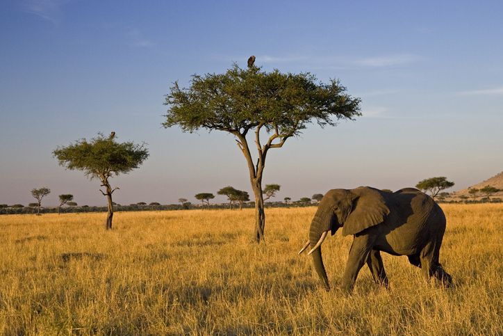 Wildlife, Terrestrial animal, Elephant, Savanna, Grassland, Natural landscape, Natural environment, Elephants and Mammoths, African elephant, Nature reserve, 