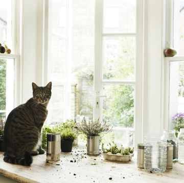 kat in keuken naast potten met planten