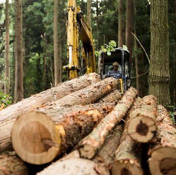 logger moving logs in forest