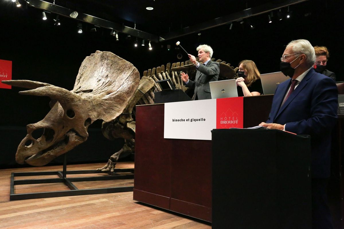 Veilingmeester Alexandre Giquello ziet toe op de veiling van het skelet van een Triceratops met de bijnaam Big John Op 21 oktober werd Big John voor 67 miljoen euro inclusief commissie aan een onbekende koper verkocht