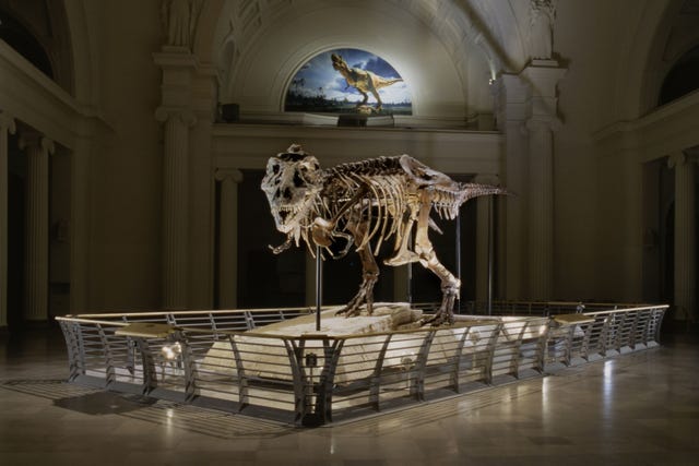 The Dinosaur Hunter