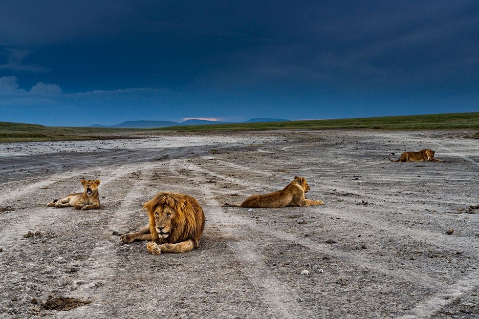 Leeuwen rusten tussen de bandensporen van safarivoertuigen
