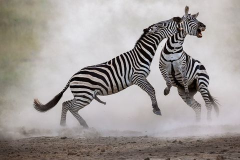 Gevechten tussen zebramannetjes om de macht gaan er vaak hard aan toe vooral wanneer er een vrouwtje op het spel staat Ze gebruiken hun hoeven en scherpe tanden als wapen Duels eindigen geregeld met botbreuken een afgebeten staart of zelfs de dood