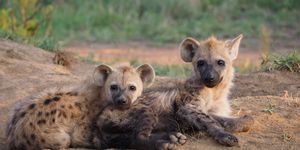 dieren met een pijnlijke bevalling hyena