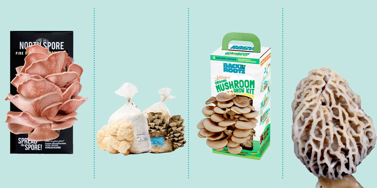 mushroom growing kit