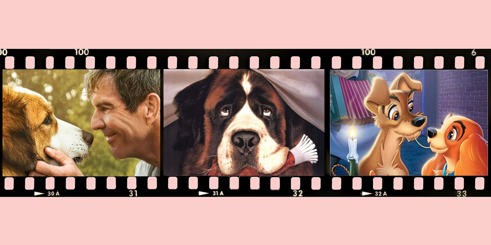 20+ Best Dog Movies to Watch - Best Movies About Dogs to Stream