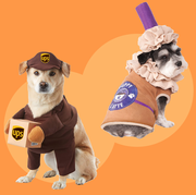 two dogs dressed as a pupacino and ups mailman halloween costume
