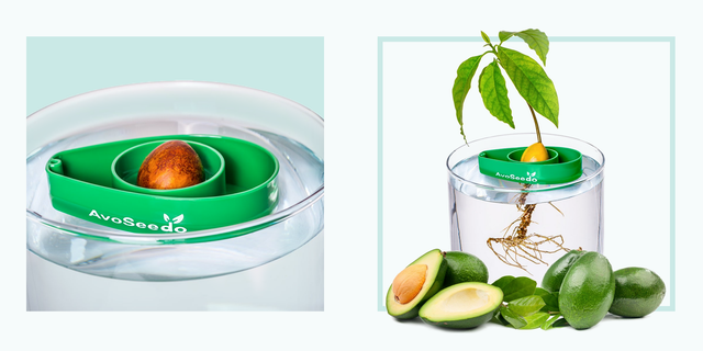 AvoSeedo