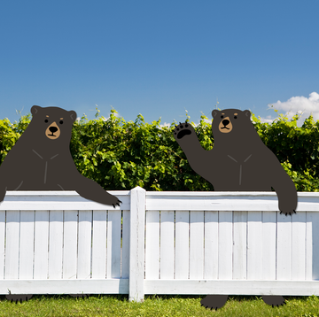 bears in the suburbs bears in the suburbs