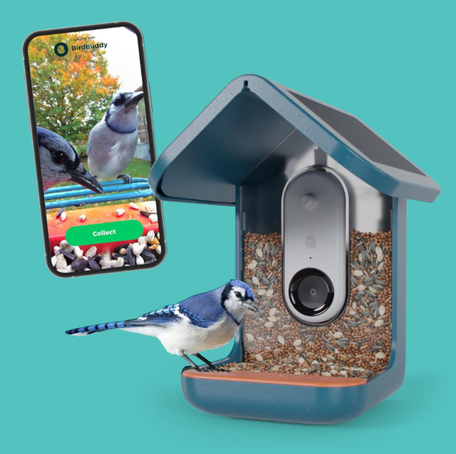 best smart bird feeders