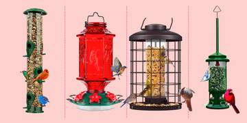 best bird feeders
