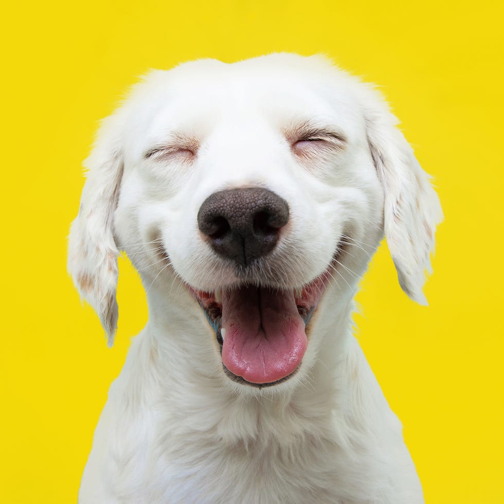 Find a More Joyful You With Our 14-Day Happiness Challenge live in laughter find a more joyful you with our 14day happiness challenge live in laughter