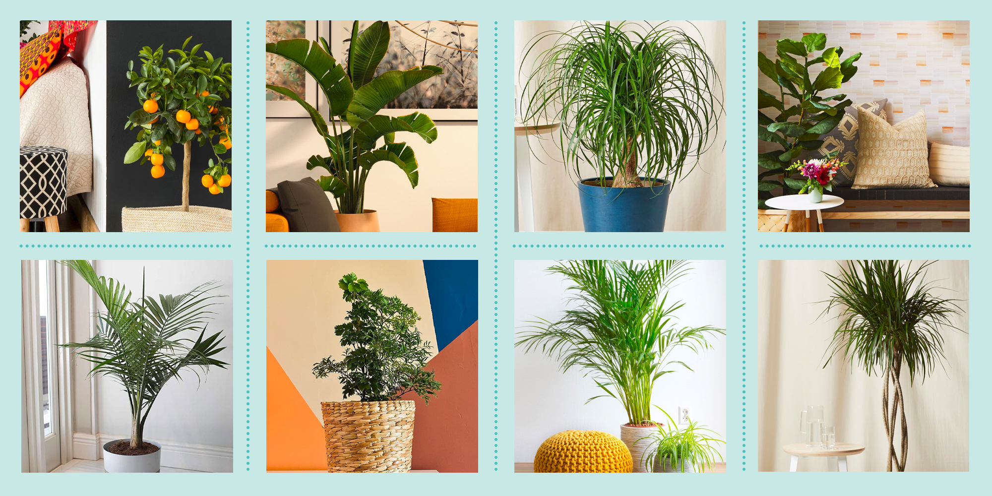 https://hips.hearstapps.com/hmg-prod/images/gh-indoor-plants-641dc86345c80.png