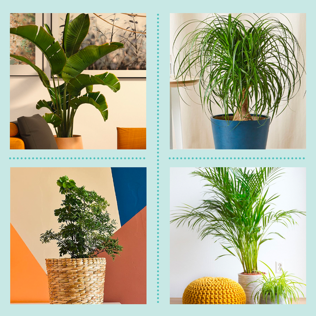 20 Best Indoor Trees to Buy for a Happy Home