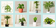 office plants