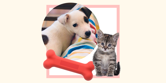 puppy and kitten adopted during the pandemic