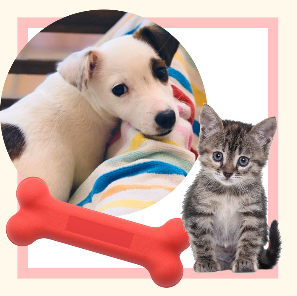 puppy and kitten adopted during the pandemic