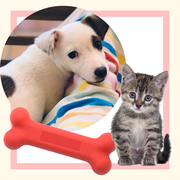puppy and kitten adopted during the pandemic