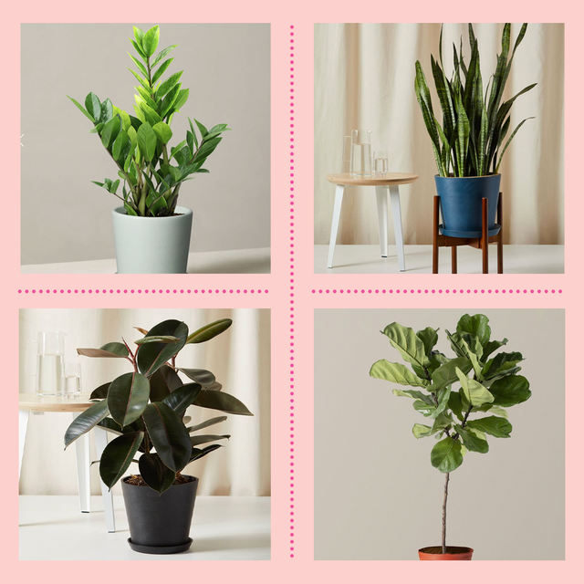 Decorating with houseplants to match your industrial interior