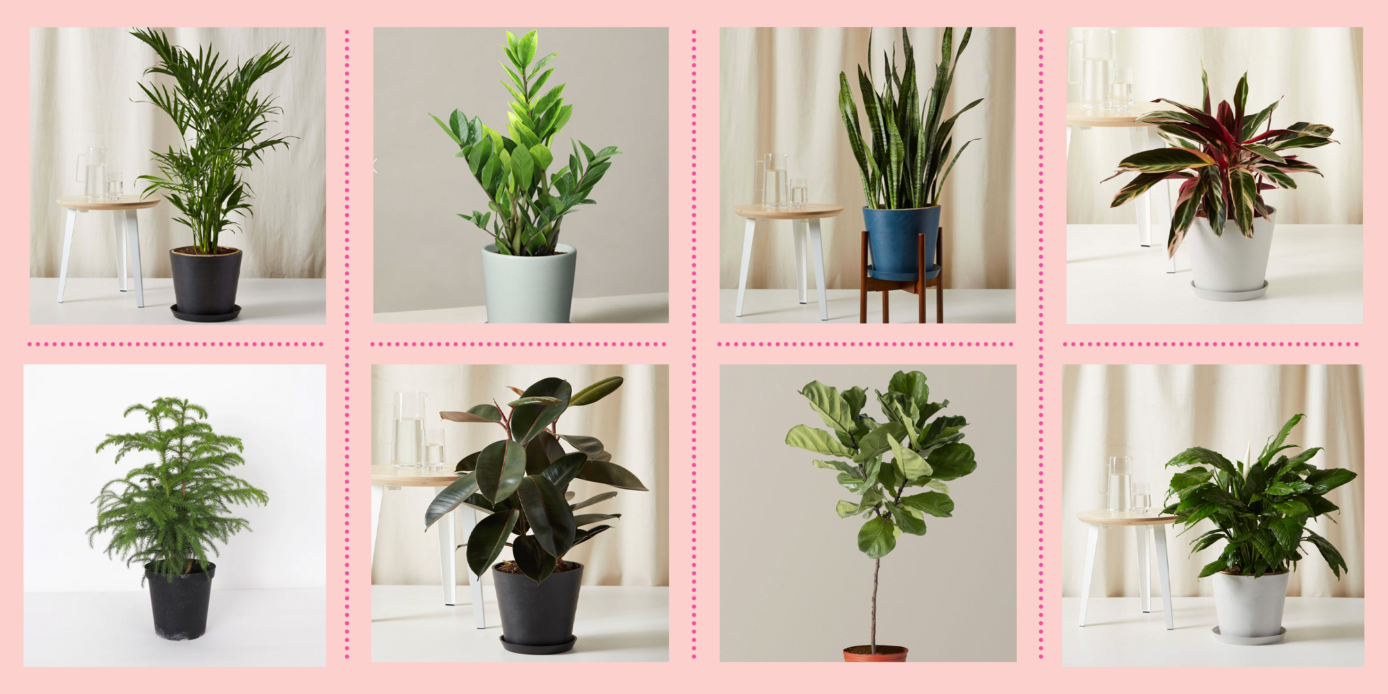 tall potted plants for privacy