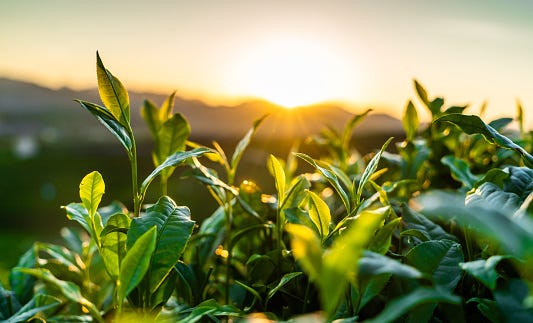 hangzhou longjing tea garden in the morning