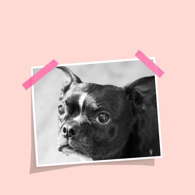 Giving the Gift of a Home-Things to Consider - South Town Animal