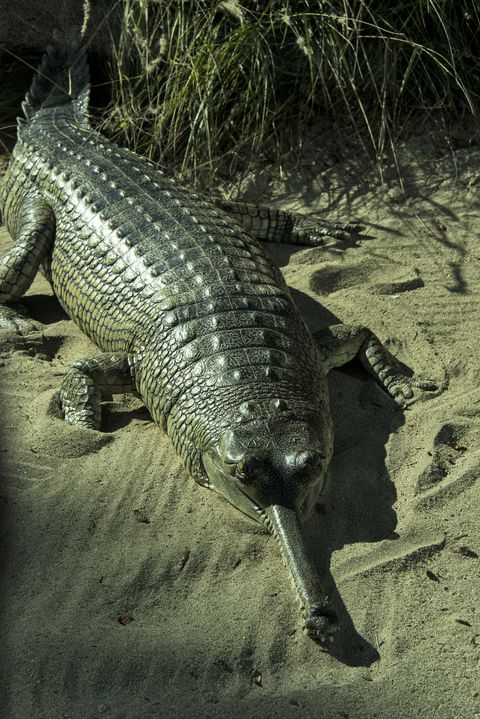 gharial on the beach at night