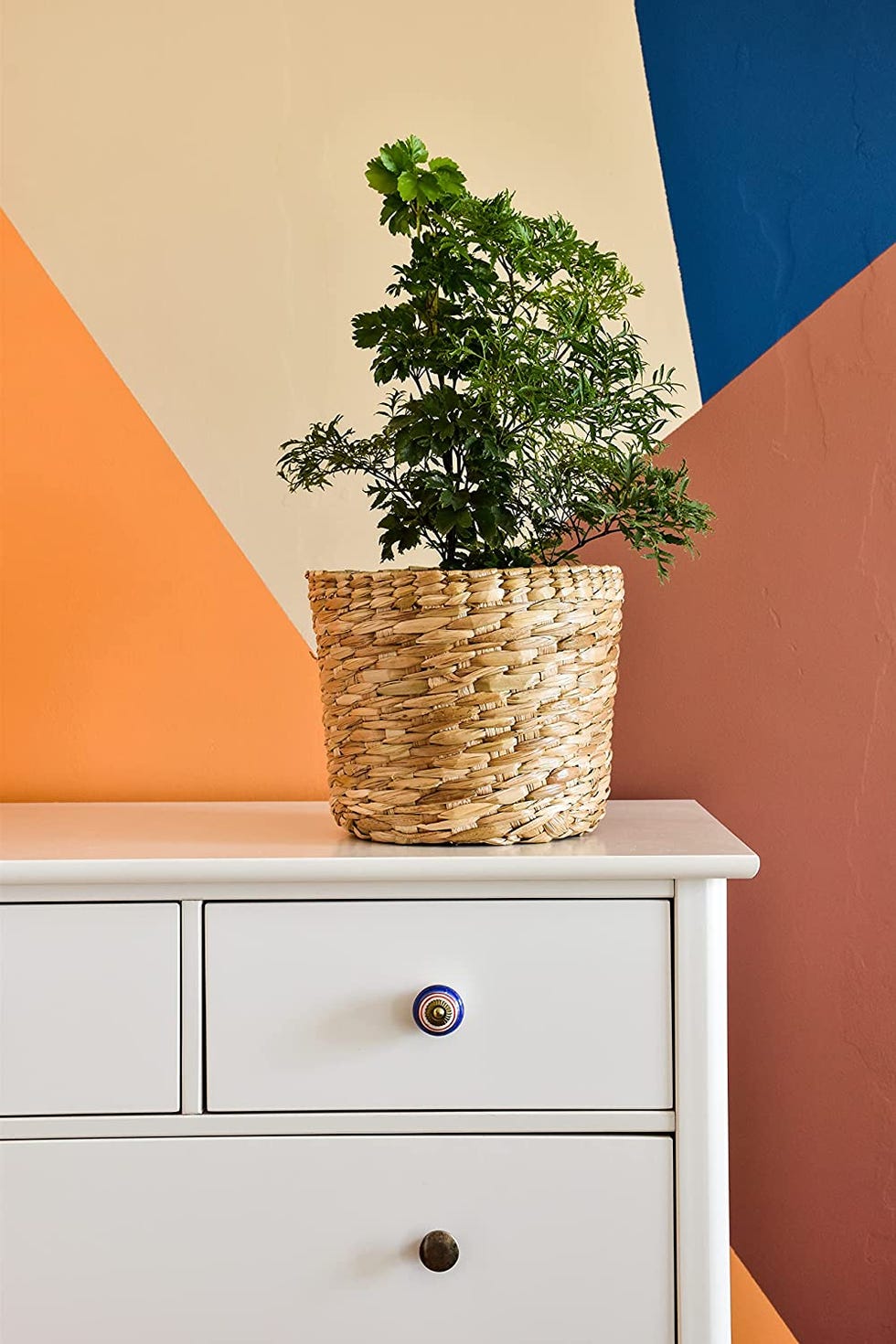 indoor trees, ming aralia in a basket on the dresser