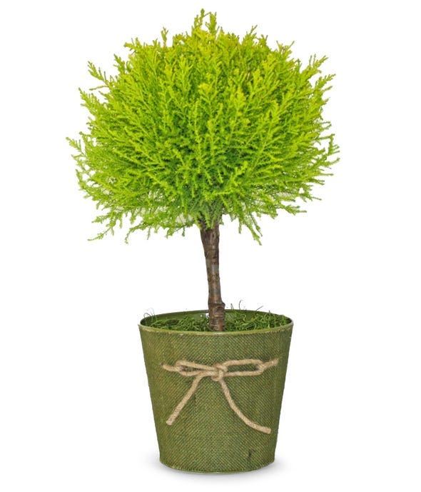 indoor trees, lemon cypress topiary